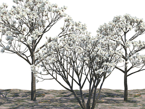 大树 景观树 樟子松 绿植 植物 树木 大树 3d模型