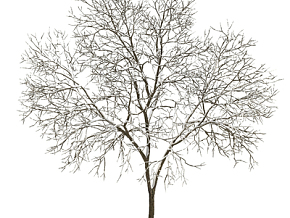 现代冬季雪树 落叶树 3d模型