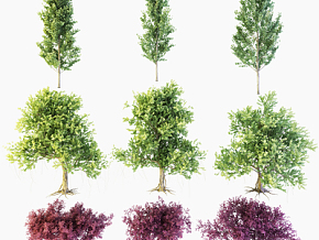 现代樟树   植物 绿植 树木3d模型