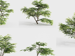 现代枫树 植物 绿植 树木 3d模型