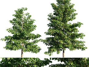 现代樟树   植物 绿植 树木3d模型