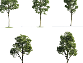 青绿景观树 植物 绿植 树木 行道树3d模型