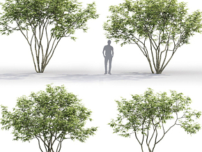 现代植物 绿植 树木  景观树3d模型