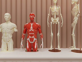 现代医用人体模特 人体3d模型