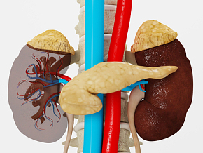 肾功能脏器 人体器官 人体组织3d模型