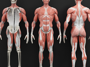 现代医用人体肌肉构造 人体组织3d模型
