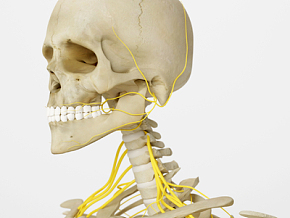 现代人体 骨骼 人体器官 人体组织3d模型
