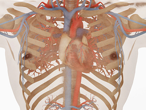 人体 心脏 人体器官 人体组织3d模型