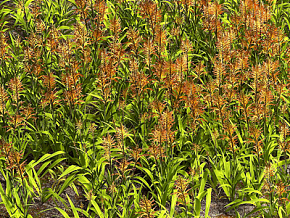 花草 植物 花卉 草地 草坪3d模型