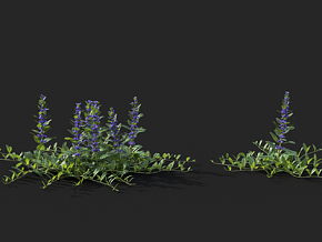 花 匍匐筋骨草 唇形科植物3d模型