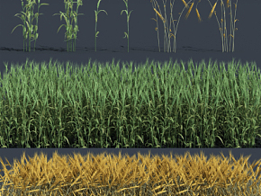 现代植物小麦 农作物 绿植3d模型