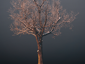 冬天的树模型
