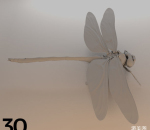 昆虫和甲虫包3D模型