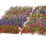 小花卉灌木配景花盆的植物模型