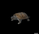 写实乌龟模型