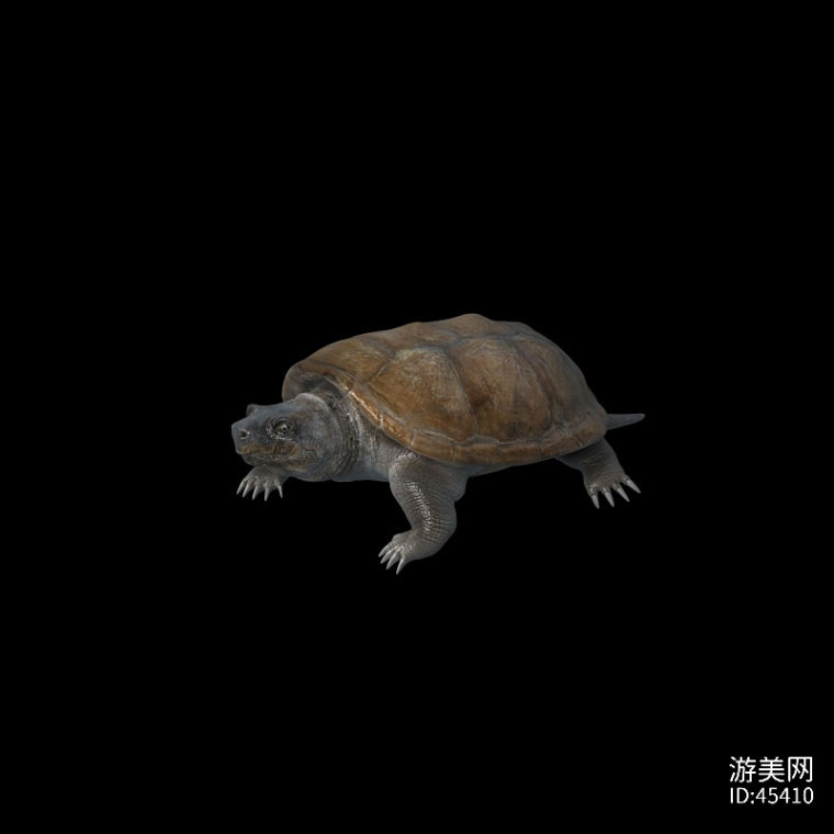 写实乌龟模型