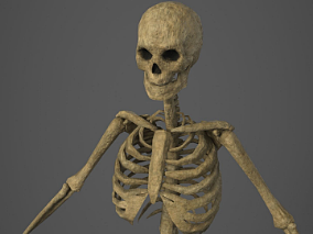医疗人体骷髅骨架 - PBR - 动画