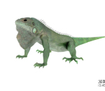 写实绿色蜥蜴动物模型
