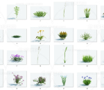 （第三版）做一套非常不错的50个精品花草集合，内含各类花草