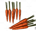 胡萝卜  蔬菜系列