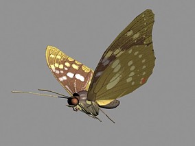 飞行昆虫模型 蝴蝶 写实蝴蝶