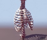 人体骨骼 写实胸骨 CG模型