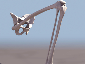 腿骨cg模型