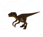 迅猛龙 小型恐龙 侏罗纪