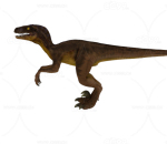 迅猛龙 小型恐龙 侏罗纪