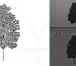 12组树木 果树 树 植物 （标准渲染器）