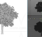 12组树木 果树 树 植物 （标准渲染器）