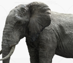 非洲大象 大象 CG大象 野生大象 动物 带8K贴图 带骨骼绑定