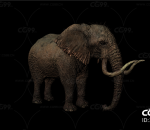 elephant 大象
