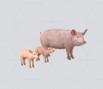 大猪小猪3D模型