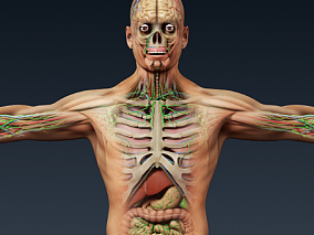 人体解剖 3d模型
