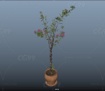 万年青盆栽 高档陶罐盆景 花艺植物 一颗花草树木 中式花艺 高端小品