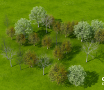 现代树木 绿植 景观树