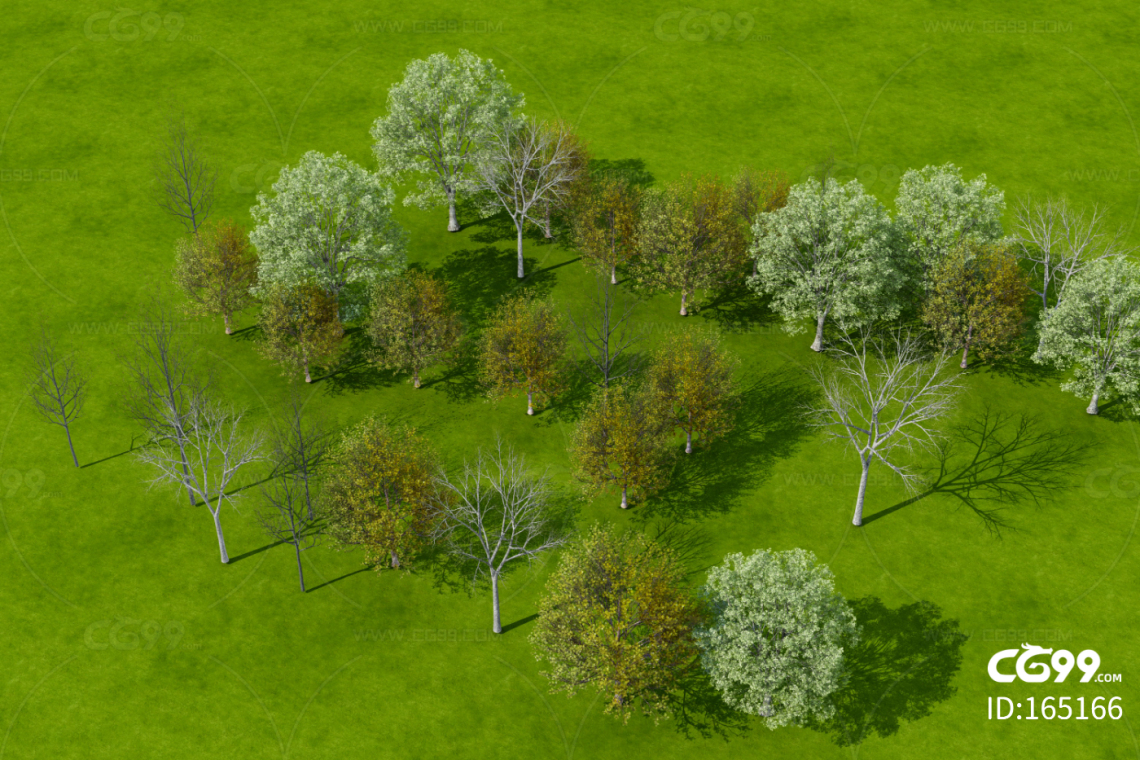 现代树木 绿植 景观树