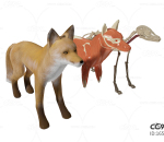 狐狸内脏器官 狐狸解剖 狐狸内部解剖学研究 肌肉 骨架