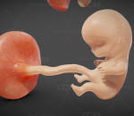 胚胎 婴儿 幼儿 妇产科 儿科 细胞 神经元 呼吸道 生殖 子宫 哺乳 产妇 胎儿 怀孕 女性