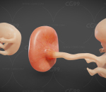 胚胎 婴儿 幼儿 妇产科 儿科 细胞 神经元 呼吸道 生殖 子宫 哺乳 产妇 胎儿 怀孕 女性
