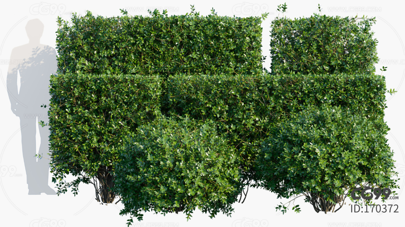 月桂-诺比利斯 月桂 灌木 球形灌木 方形灌木 树木 植物 景观植物 花园绿植