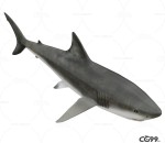 写实动物 高清模型 鲨鱼