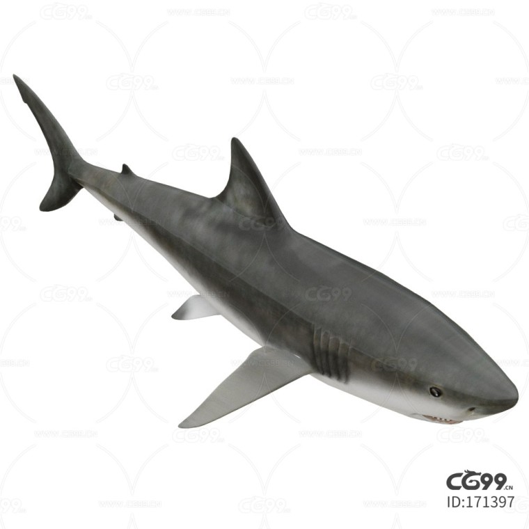写实动物 高清模型 鲨鱼