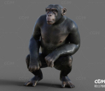 大猩猩 黑猩猩 猴子 灵长类