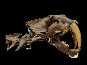 兽骨模型骨头模型骷髅模型骨架模型动物牙齿模型