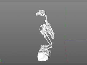兽骨模型 骨头模型 骷髅模型 骨架模型 鸟骨架模型 3d模型