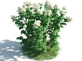 植物模型白色花模型鲜花模型花草模型