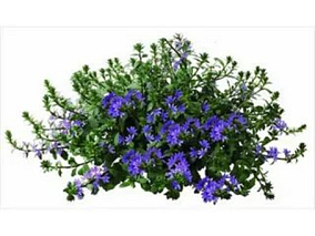 植物模型蓝色花模型鲜花模型花草模型