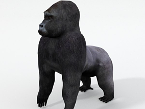 大猩猩模型 猩猩 黑猩猩 猴子 3d模型